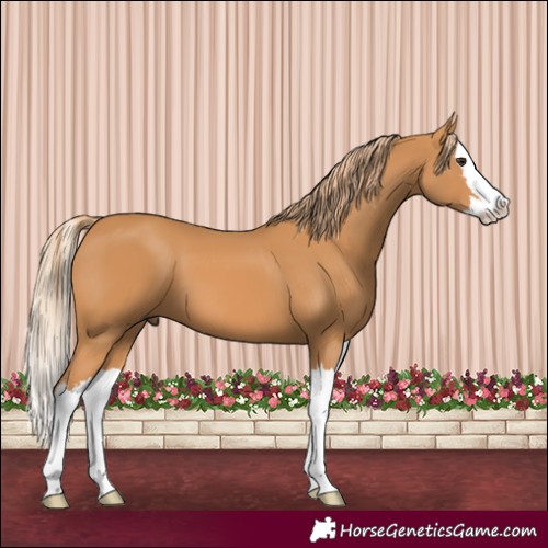 Horse Color:Chestnut Splash 