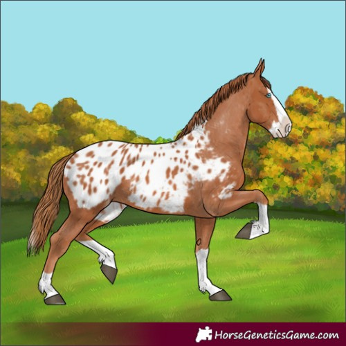 Horse Color:Chestnut Splash Appaloosa 