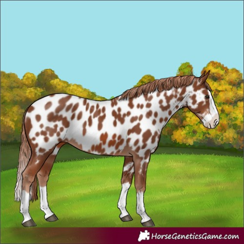 Horse Color:Chestnut Splash Near Leopard 