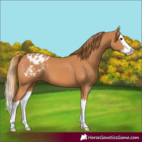 Horse Color:Chestnut Splash Appaloosa 