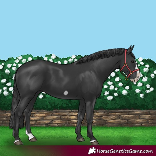 Horse Color:Black Splash Frame