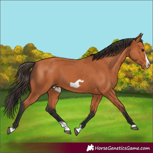 Horse Color:Bay Splash Frame 