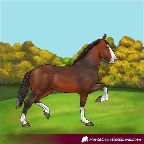 Horse Color:Bay Splash
