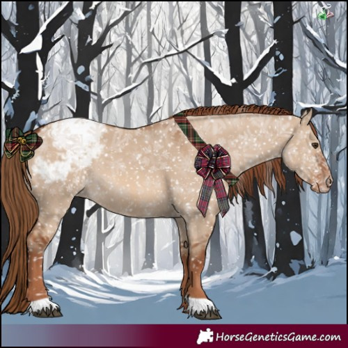 Horse Color:Red Dun Appaloosa 