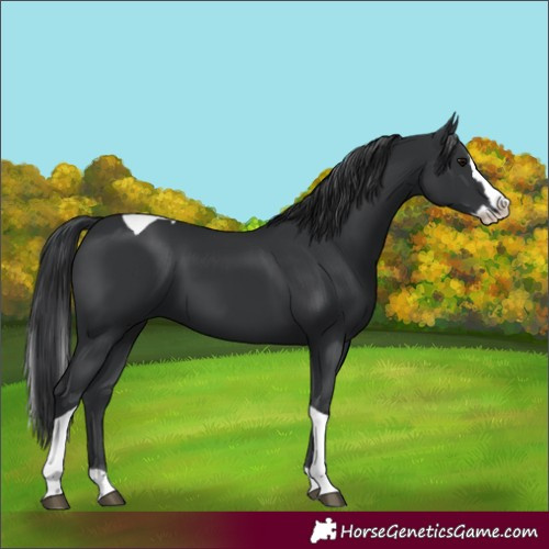 Horse Color:Black Splash Tobiano 