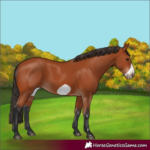 Horse Color:Bay Frame 