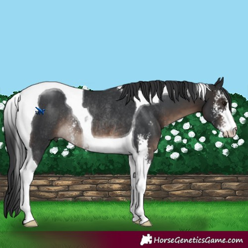 Horse Color:Brown Sabino Tobiano Rabicano 