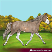 Horse Color:Chocolate Palomino Roan Splash Frame
