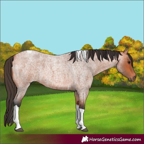 Horse Color:Bay Roan Tobiano 