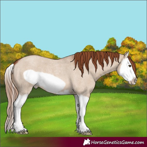 Horse Color:Red Dun Roan Splash Frame