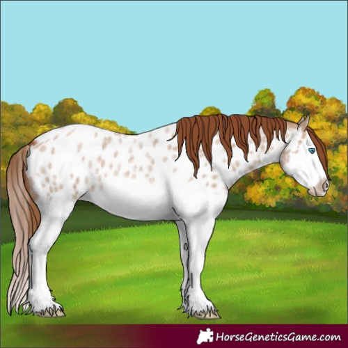 Horse Color:Red Dun Roan Splash Frame Appaloosa