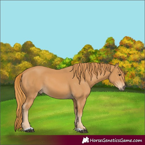 Horse Color:Unknown 