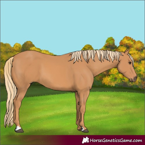 Horse Color:Unknown 