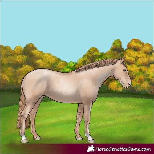 Horse Color:Gold Champagne Pearl Rabicano  and Gold Champagne Pearl Rabicano 