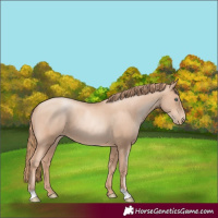 Horse Color:Gold Champagne Pearl Rabicano and Gold Champagne Pearl Rabicano