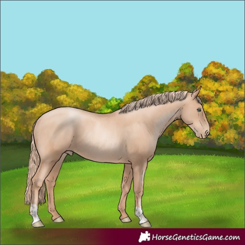 Horse Color:Gold Champagne Pearl Rabicano  and Gold Champagne Pearl Rabicano 