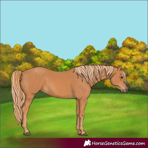 Horse Color:Unknown 