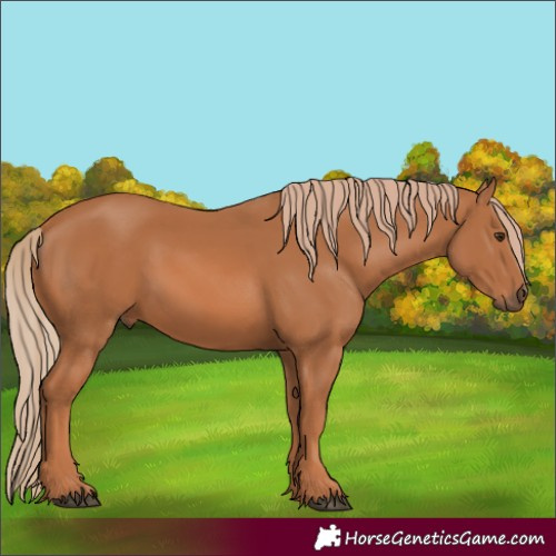 Horse Color:Unknown 