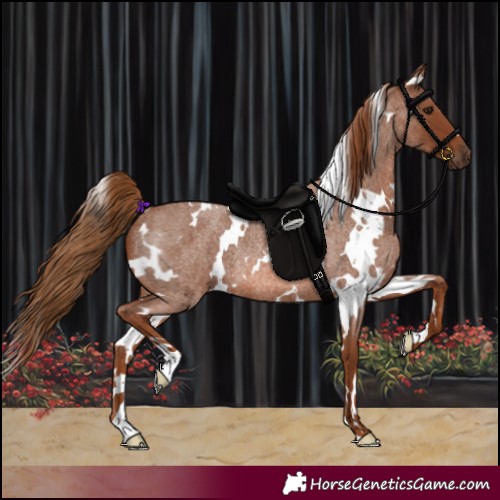 Horse Color:White Spotted Red Roan Rabicano 