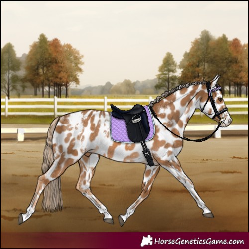 Horse Color:White Spotted Chocolate Palomino Near Leopard Rabicano