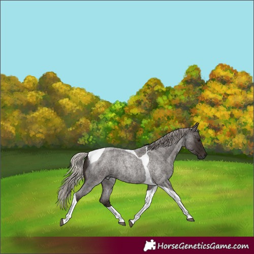 Horse Color:Gray Silver Blue Roan Tobiano Rabicano