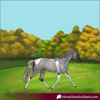 Horse Color:Gray Silver Blue Roan Tobiano Rabicano 