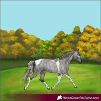 Horse Color:Gray Silver Blue Roan Tobiano Rabicano