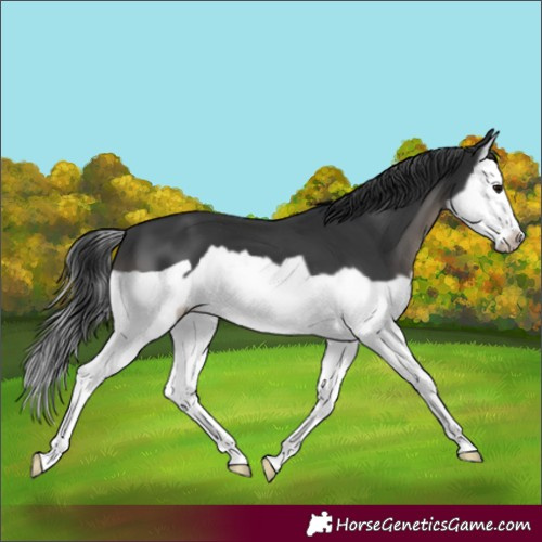 Horse Color:Black Splash Frame 