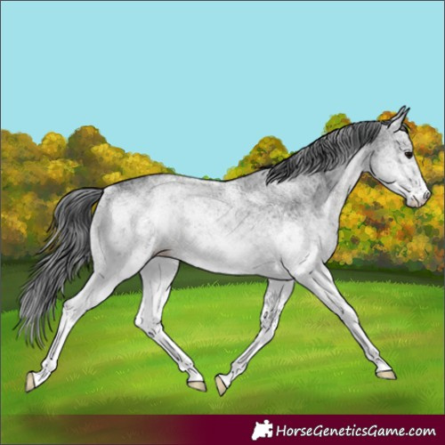 Horse Color:White Spotted Black Rabicano 