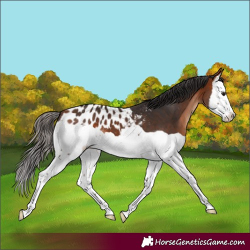 Horse Color:Bay Splash Appaloosa
