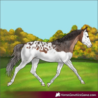Horse Color:Bay Splash Appaloosa 