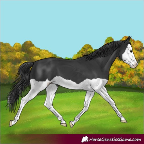Horse Color:Black Splash 