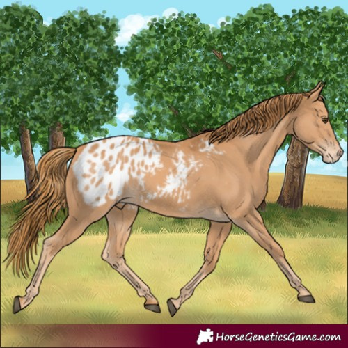 Horse Color:Chestnut Appaloosa 