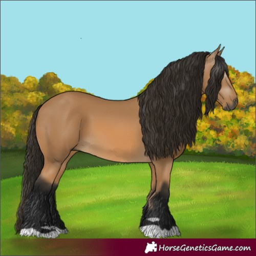 Horse Color:Gray Buckskin 