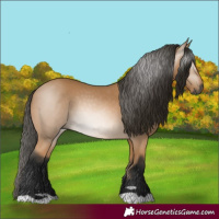 Horse Color:Gray Buckskin 