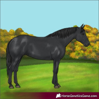 Horse Color:Black 