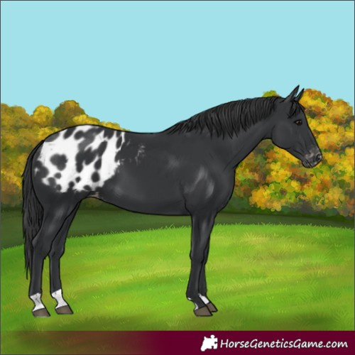 Horse Color:Black Appaloosa 