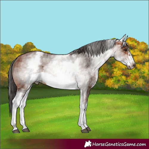 Horse Color:White Spotted Bay Frame