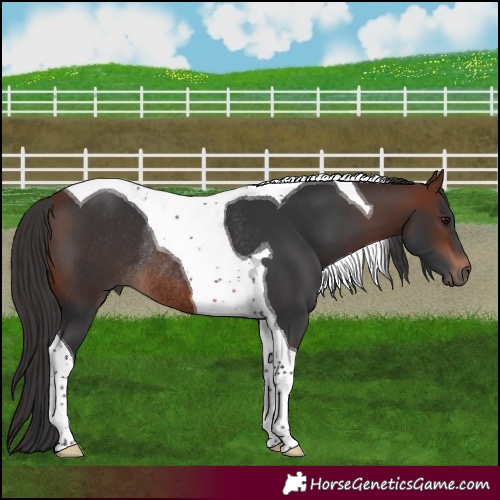 Horse Color:Bay Tobiano Rabicano