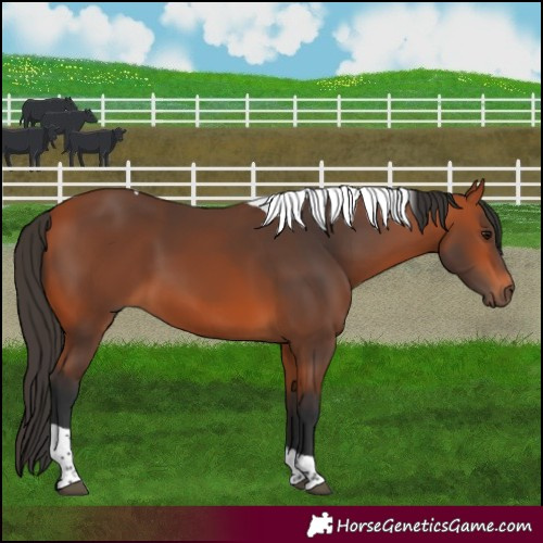 Horse Color:Bay Tobiano 
