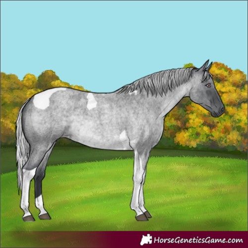Horse Color:Silver Blue Chinchilla Roan Tobiano