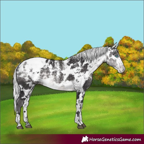 Horse Color:Powder White Platinum Buckskin Harlequin Merle Appaloosa Rabicano 