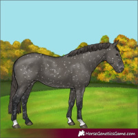 Horse Color:Grullo Snowflake Varnish