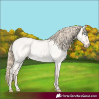 Horse Color:Perlino Roan Dun