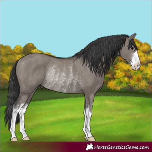 Horse Color:White Spotted Grullo Rabicano 
