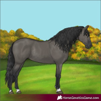 Horse Color:Grullo Rabicano