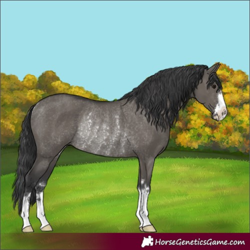 Horse Color:Grullo Rabicano