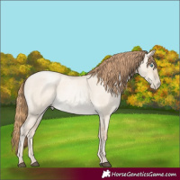 Horse Color:Smoky Grullo Roan Pearl