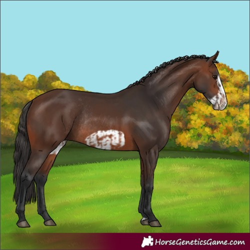 Horse Color:Brown Rabicano  and Brown Frame Rabicano 