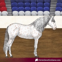 Horse Color:Bay Leopard 